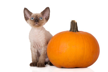 Fototapeta na wymiar adorable devon rex kitten posing with a pumpkin