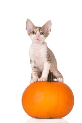 devon rex kitten sitting on a pumpkin