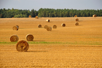 Many round haystacks on dry yellow field in perspective on a sunny day. August harvest.
