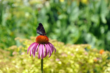 Black butterfly sitting on a flower close-up.