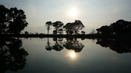 the shadow of a tree in the lake on the sun rises
