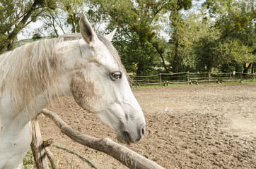 white beauty horse in stall