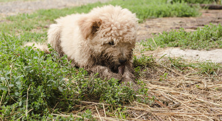 adorable dirty fluffy white dog coming from shed