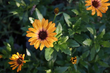 gerbera yellow
