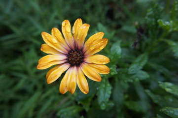 gerbera yellow