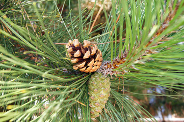 Kiefernzapfen im Herbst