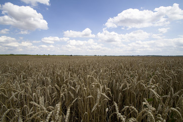 Naklejka premium Feld
