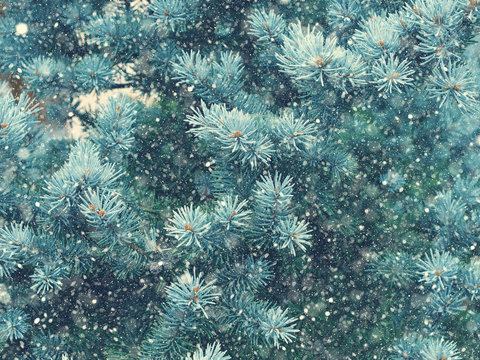 Snow fall in winter forest. Christmas new year magic. Blue spruce fir tree branches detail.