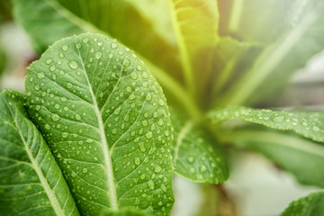 Fresh Leaf of Green Cos with Droplet and Sunlight in Hydroponic Vegetable Organic Farm or Garden, Ready to pick, Close-up shot