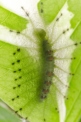 Caterpillar of the Common Gaudy Baron butterfly ( Euthalia lubentina )