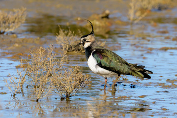 Northern lapwing