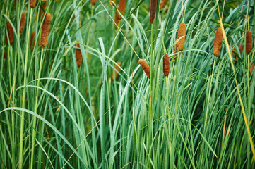 green reeds background