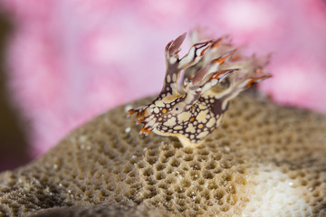 Bornella anguilla, Nudibranch, Sea Slug