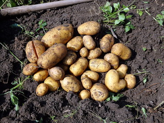 Potato harvesting, Fresh potatoes when harvested from organic farms, Potatoes and hoe in the garden, 