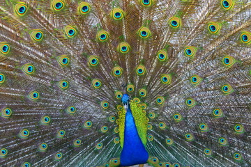 Naklejka premium peacock_Ukraine_2017