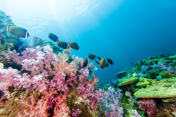 School of Collared Butterflyfish and soft coral