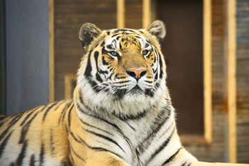 Портрет тигра.