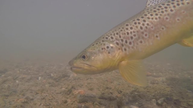 Closeup of brown trout under water
