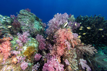 Naklejka na ściany i meble Colorful soft coral under the sea
