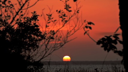sunset through trees