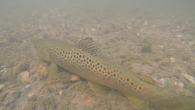 Closeup of brown trout under water