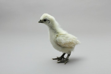 White Silky Fowl,Chick, young bird, 