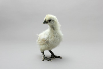 White Silky Fowl,Chick, young bird, 
