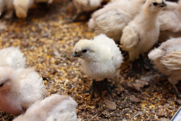 White Silky Fowl,Chick, young bird, 