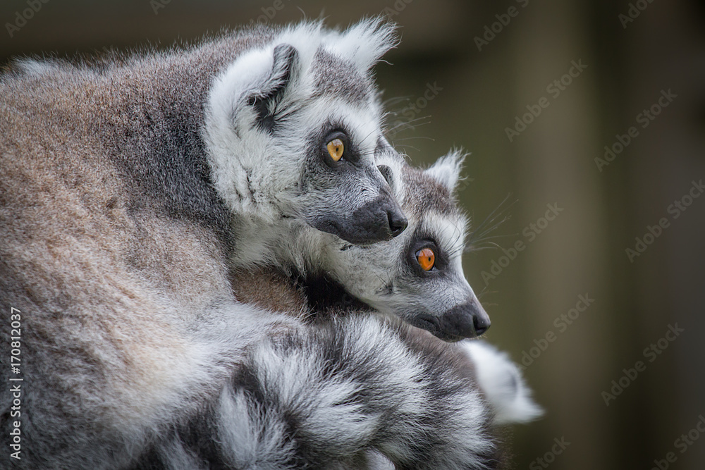 Poster close up of two ring tailed lemurs looking towards the right in side profile and staring inquisitive