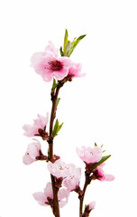 Naklejka na ściany i meble Sakura flowers isolated