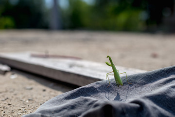 European Mantis or Praying Mantis, Mantis religiosa