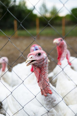 Turkey on a farm , breeding turkeys. White turkey portrait. Flock of Turkeys at the farm. Pasture raised turkey on a farm.