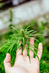 Man hand in the field of cannabis. An alternative concept of herbal medicine. Marijuana growing, cannabis, hemp holding it in hand.