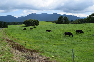 月山高原牧場 ／ 山形県鶴岡市羽黒町にある月山高原牧場は、約100haの緑のジュウタンが広がり、雄大な高原の中で牛や羊を眺められます。高原からの眺めは最高で、ひそかな観光ポイントになっています。