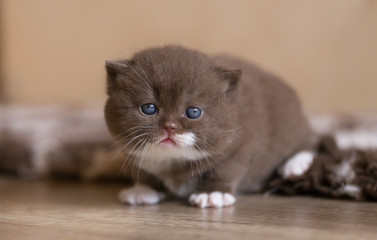 Dickes BKH Katzenbaby 3 Wochen alt