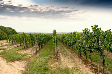 Fototapeta na wymiar German vineyard in the morning