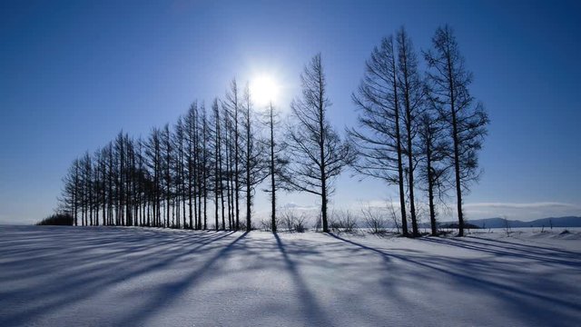 雪原と防風林の影