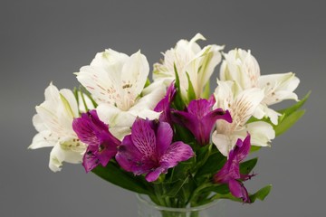 flowers white lilies on a gray background