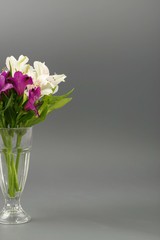 flowers white lilies on a gray background