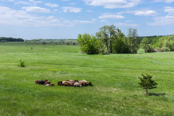 Herd of sheep on the field