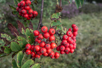 Red berries