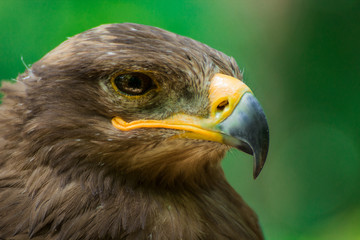 Golden eagle