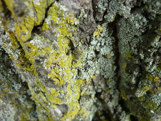 Tree bark covered in lichen
