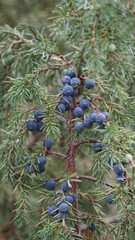 Berries of juniper. Blue ripe. Coniferous plant