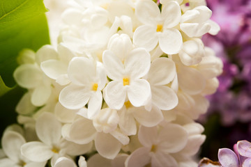 Fototapeta na wymiar background of lilac close-up