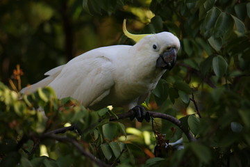 Cockatoo