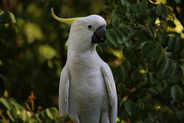 Cockatoo