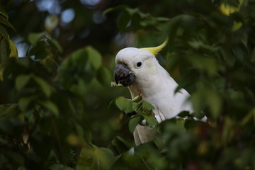 Cockatoo