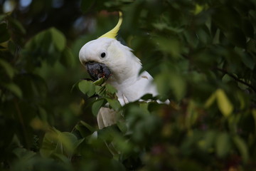 Cockatoo