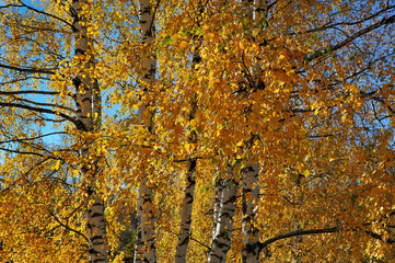Golden autumn. Sunny day. Birch Grove.